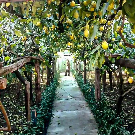 Limoneto Di Anna Villa Maiori Exterior photo