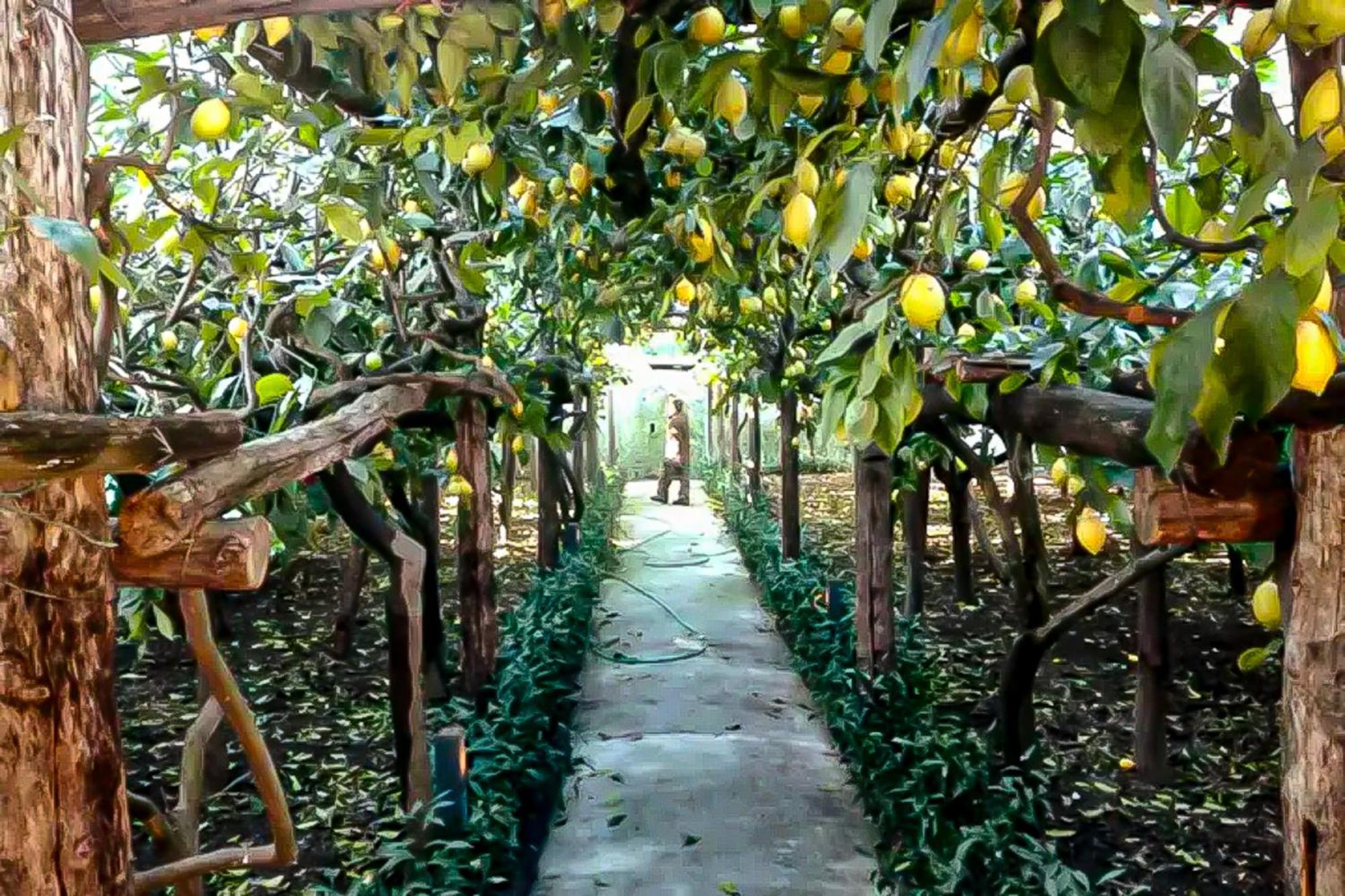 Limoneto Di Anna Villa Maiori Exterior photo